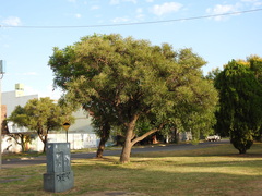 Erythrina crista-galli