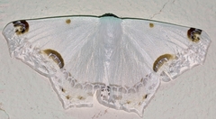 Sericoptera mahometaria
