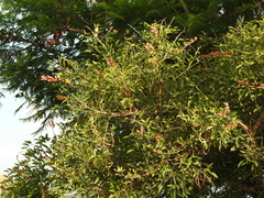 Erythrina crista-galli