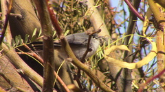 Polioptila