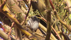 Polioptila