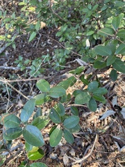 Elaeagnus pungens
