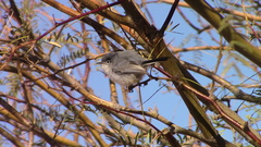 Polioptila