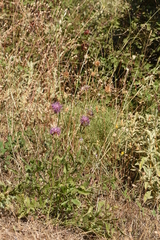 Centaurea spruneri