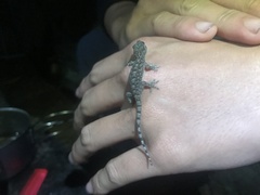 Gekko hokouensis