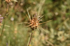 Centaurea spruneri