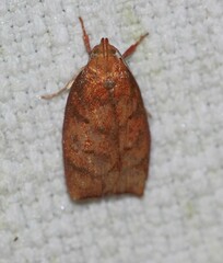 Pycnozancla