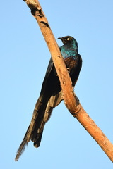 Lamprotornis caudatus