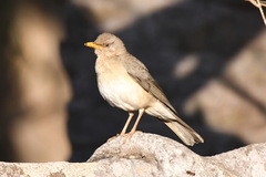 Turdus pelios