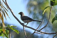 Crinifer piscator