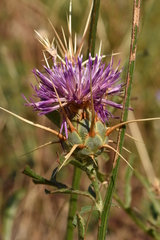 Centaurea spruneri