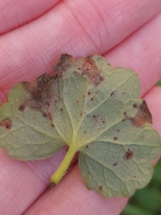 Puccinia glechomatis