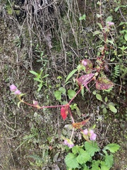 Persicaria nepalensis