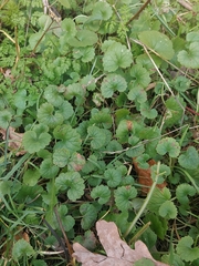 Puccinia glechomatis
