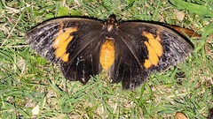 Brassolis astyra