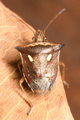 Pentatomoidea