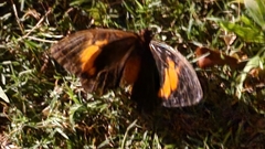 Brassolis astyra