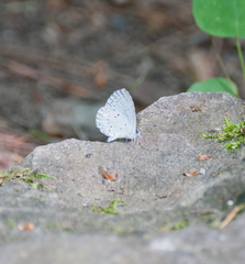 Celastrina neglecta