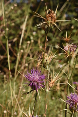 Centaurea spruneri