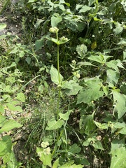 Mirabilis viscosa