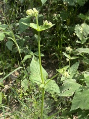 Mirabilis viscosa