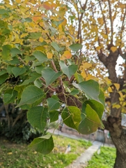Triadica sebifera