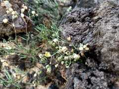 Spergularia flaccida