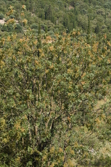 Pistacia terebinthus terebinthus