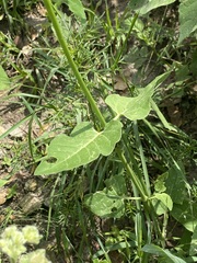 Mirabilis viscosa