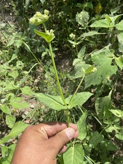 Mirabilis viscosa