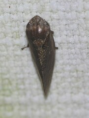 Cercopoidea