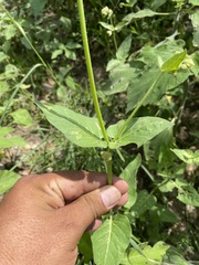 Mirabilis viscosa