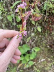 Persicaria nepalensis