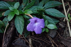 Achimenes longiflora