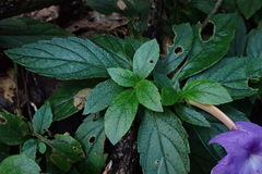 Achimenes longiflora