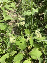 Mirabilis viscosa
