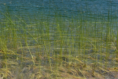 Schoenoplectus litoralis