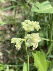 Mirabilis viscosa