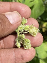 Mirabilis viscosa