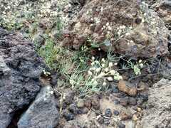 Spergularia flaccida