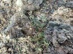 Spergularia flaccida