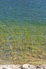 Schoenoplectus litoralis