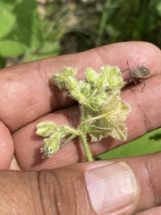 Mirabilis viscosa
