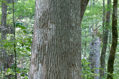 Liriodendron tulipifera