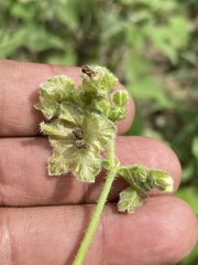 Mirabilis viscosa