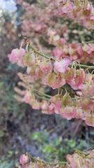 Rumex hastatus