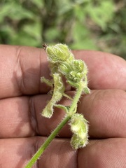 Mirabilis viscosa