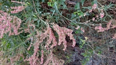 Rumex hastatus