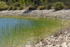 Schoenoplectus litoralis