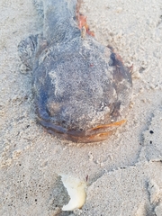 Halobatrachus didactylus